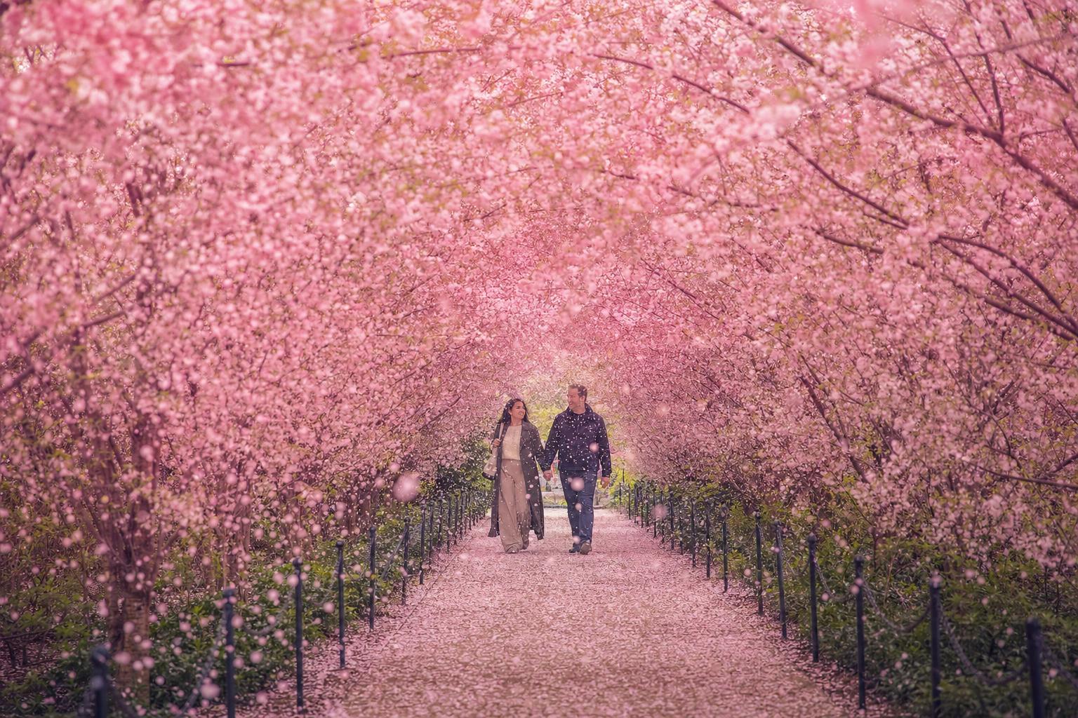 Cherry Blossom Canopy - Spring proposals package in New York